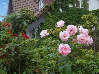 Romantisches Haus mit efeubewachsener Fassade und einem blühenden Garten mit rosafarbenen Rosen | © bösch - heizung, klima, lüftung